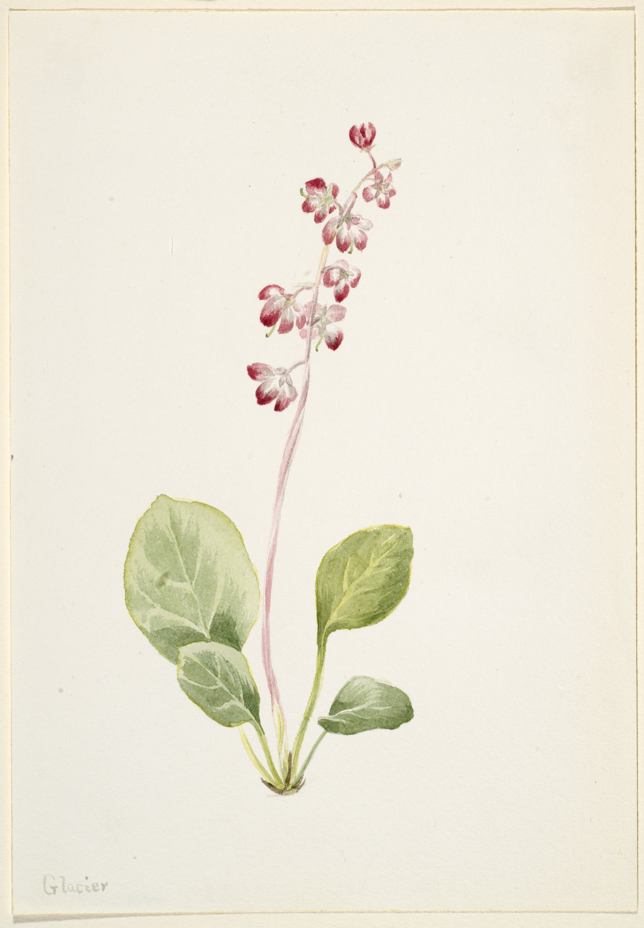 Mary Vaux Walcott, Showy Pyrolla (Pyrola asarifolia)
