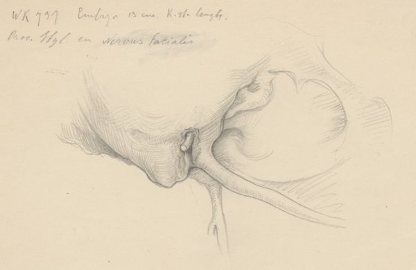 J Tinkelenberg, Tissue/organs of the throat or neck