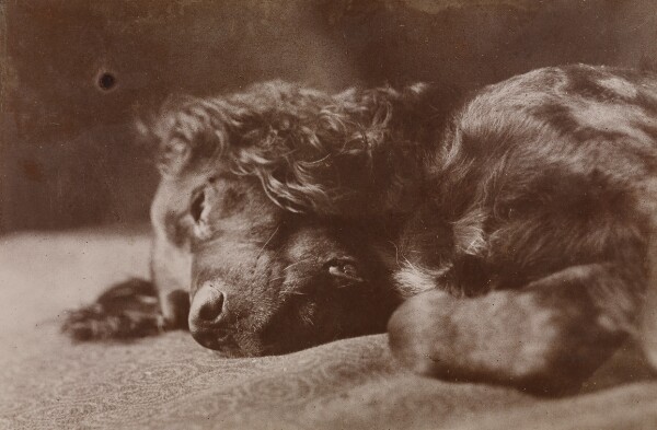 Thomas Eakins, Boyce, Portrait of a Setter Dog