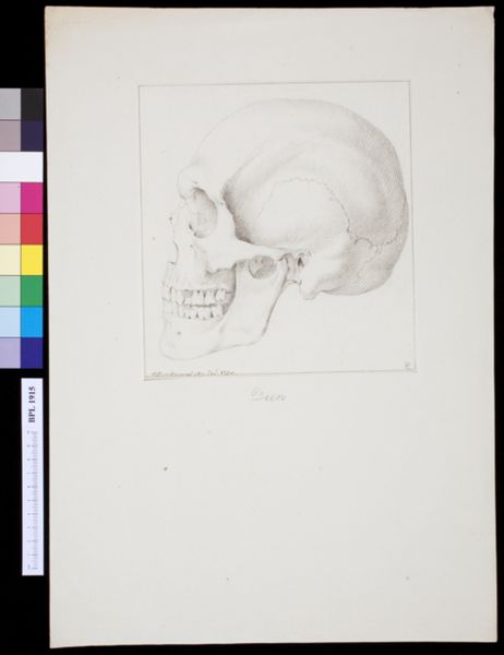 M Houtman, Skull of a Danish man