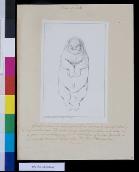 M. Houtman, Animals: dog
