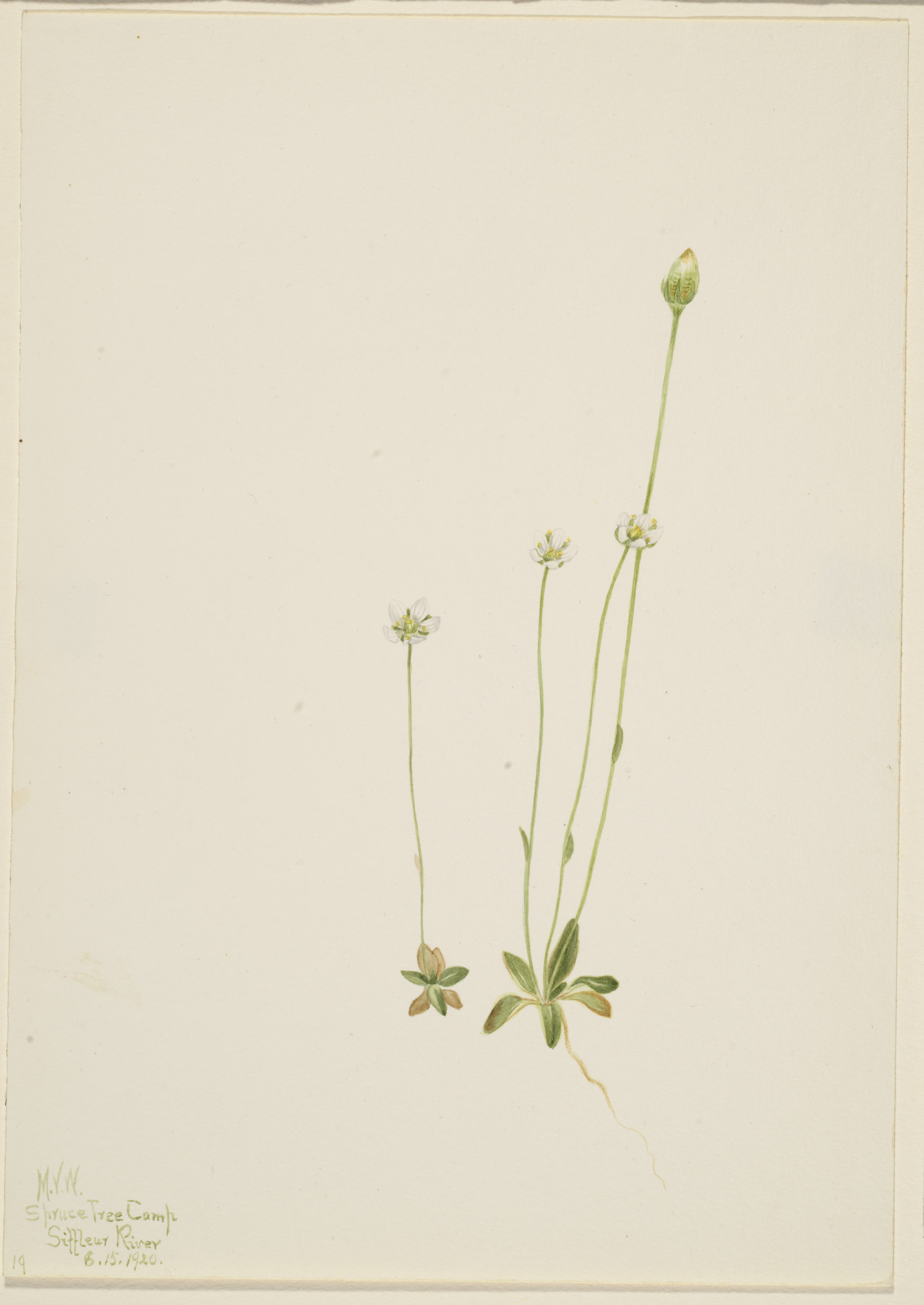 Mary Vaux Walcott, Oxytropis aepicola