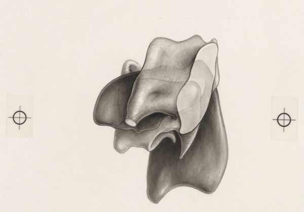 J Tinkelenberg, Part of the heart and circulatory system