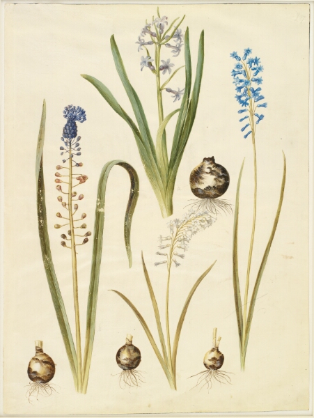 Hans Simon Holtzbecker, Hyacinthus orientalis (almindelig hyacint); Muscari comosum (duskhyacint); Brimeura amethystina (pyrenæisk hyacint)