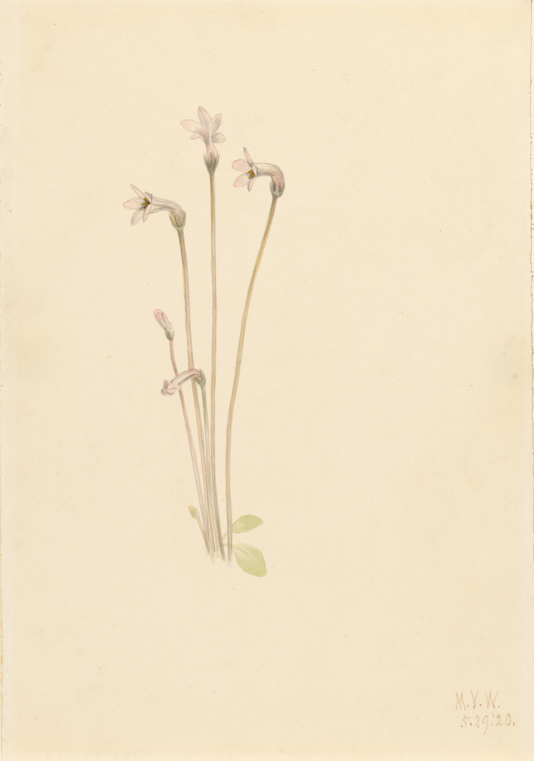 Mary Vaux Walcott, Ghostpipe (Thalesia uniflora)