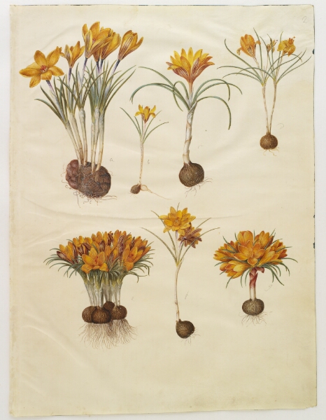 Hans Simon Holtzbecker, Crocus angustifolius (balkan-krokus)