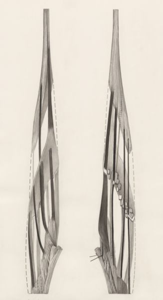J Tinkelenberg, Muscular tissue