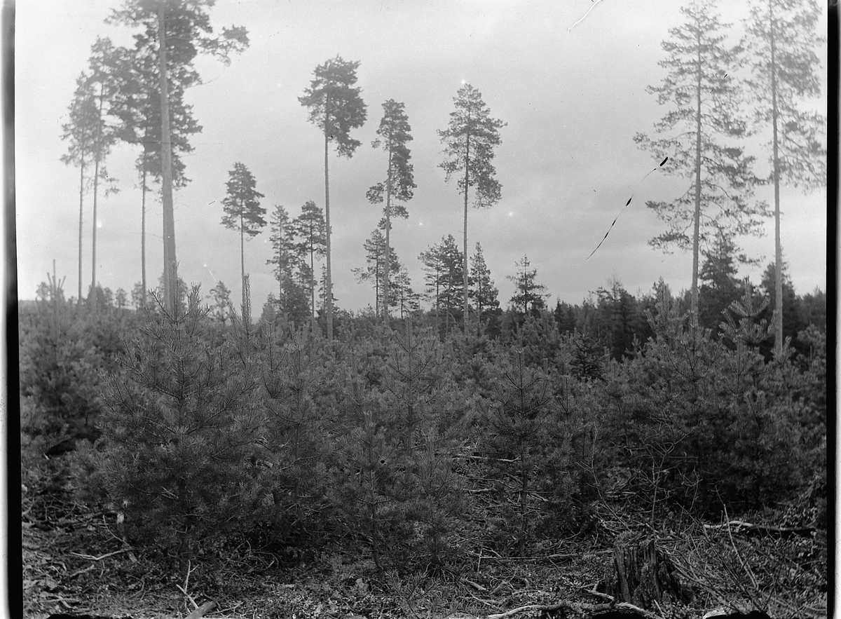 Ole Hansen Løken, FURUSKOG.
