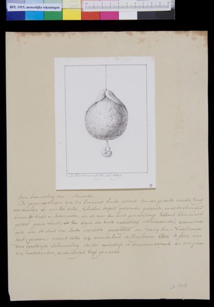 M Houtman, Embryo