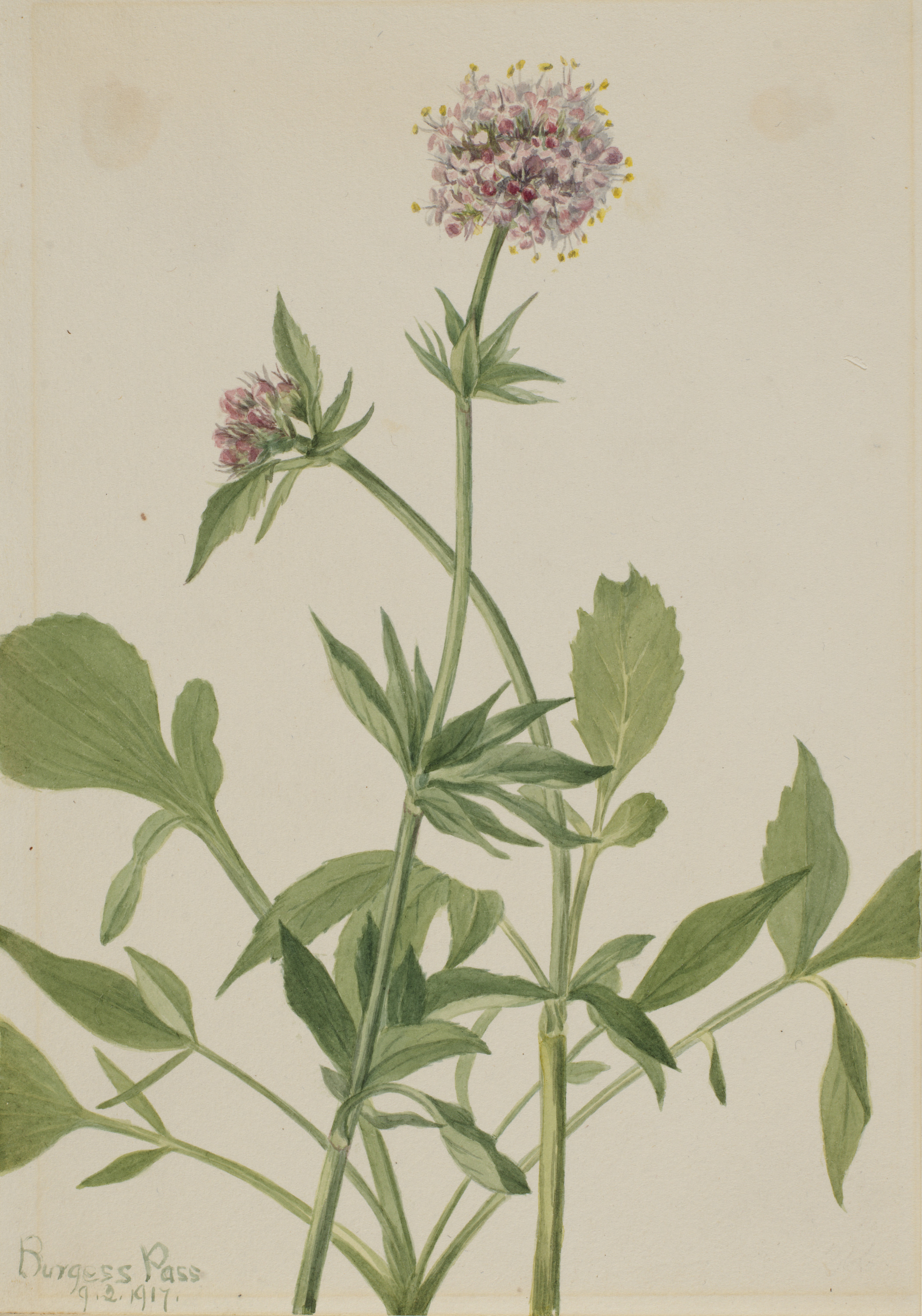 Mary Vaux Walcott, Heliotrope Valerian (Valeriana sitchensis)