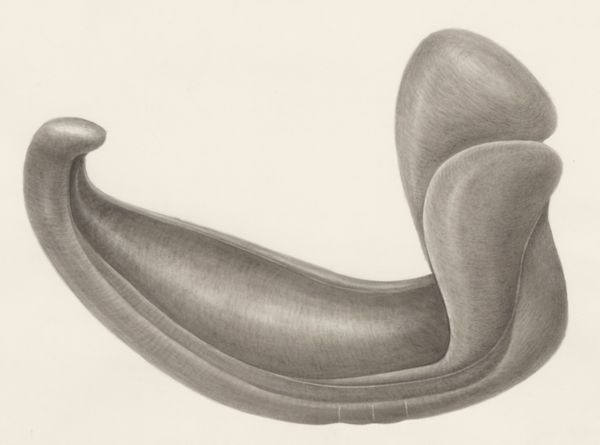 H.G Wetselaar, Embryonic tissue