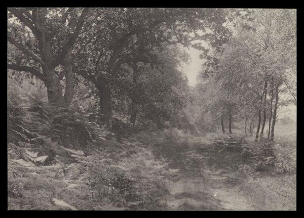 Gale, Lt. Col. Joseph, Road with trees and ferns