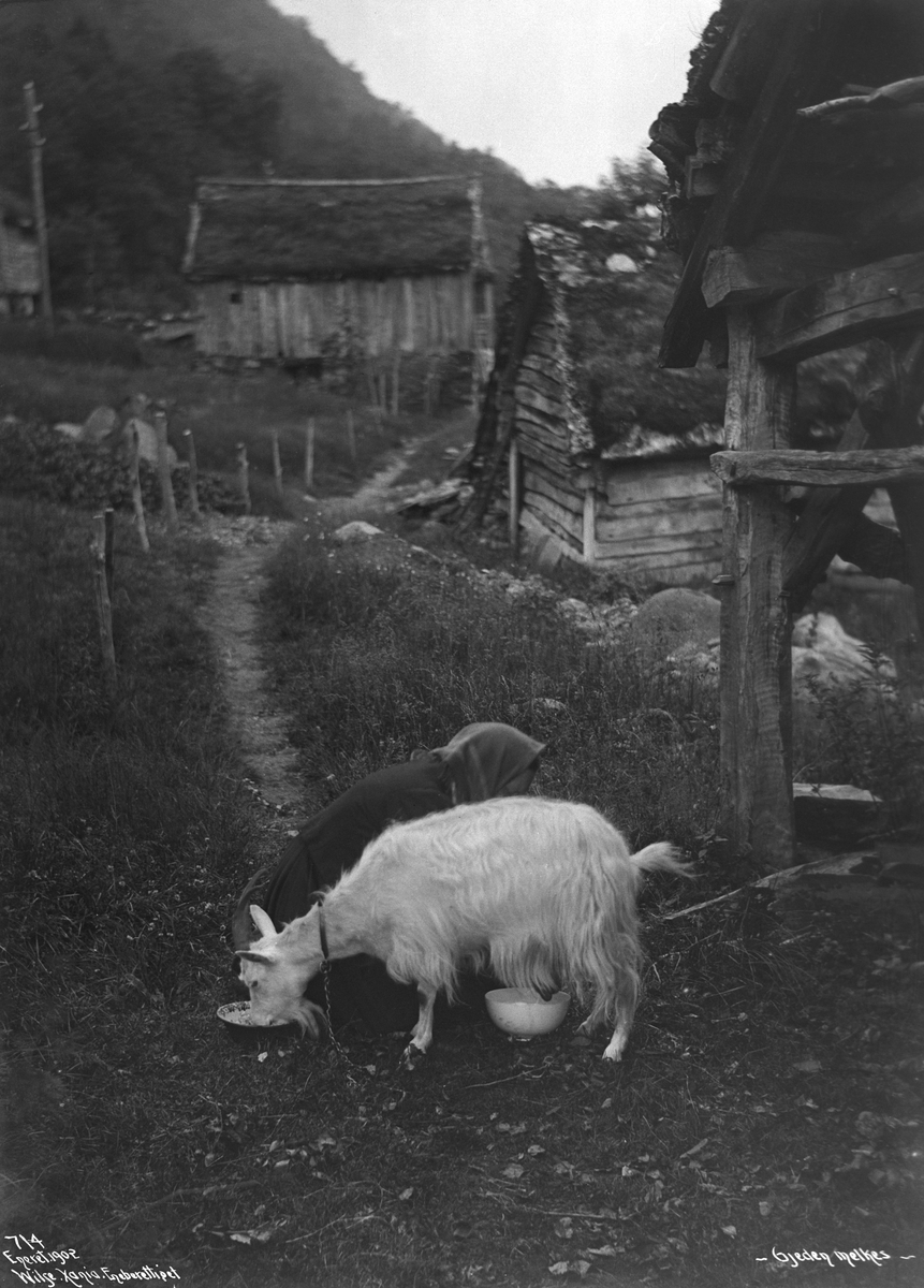 Anders Beer Wilse, Prot: Gjeten melkes 1902