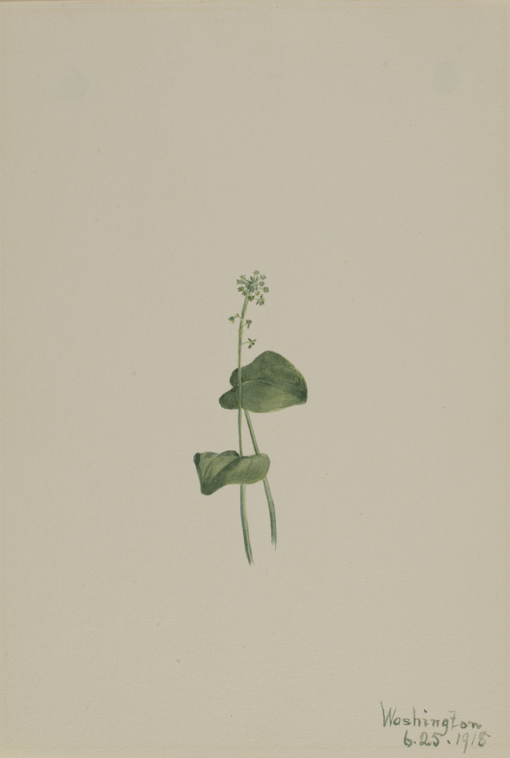Mary Vaux Walcott, Green Adder's Mouth (Malaxis unifolia)
