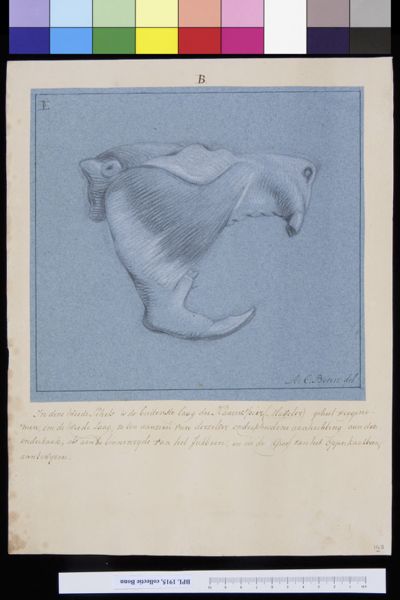 A Bonn, Animals: skull of a beaver