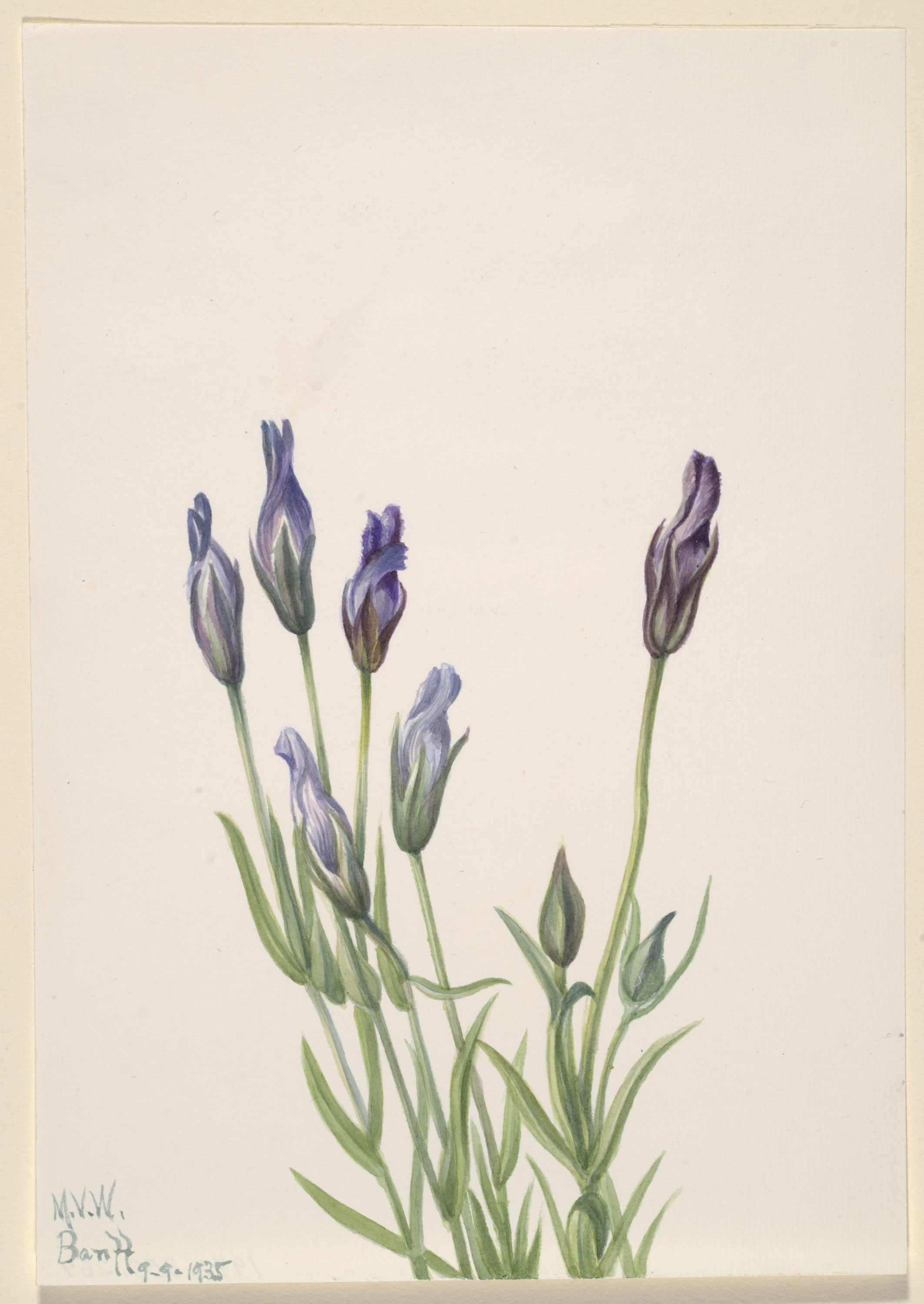 Mary Vaux Walcott, Gentian (Gentiana macounii)