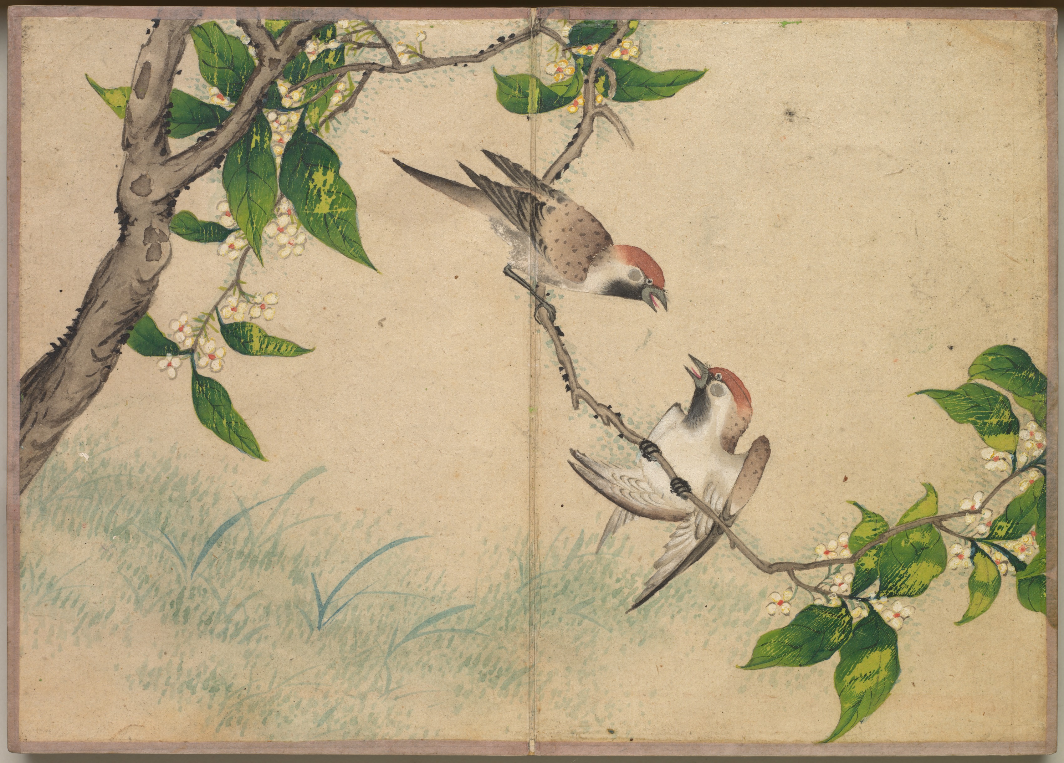 Zhang Ruoai, Desk Album: Flower and Bird Paintings (Gossiping Sparrows)
