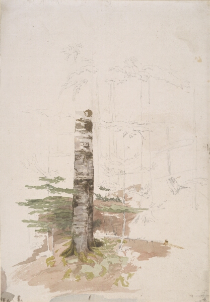 Caspar David Friedrich, Studie fra det indre af en nåletræskov