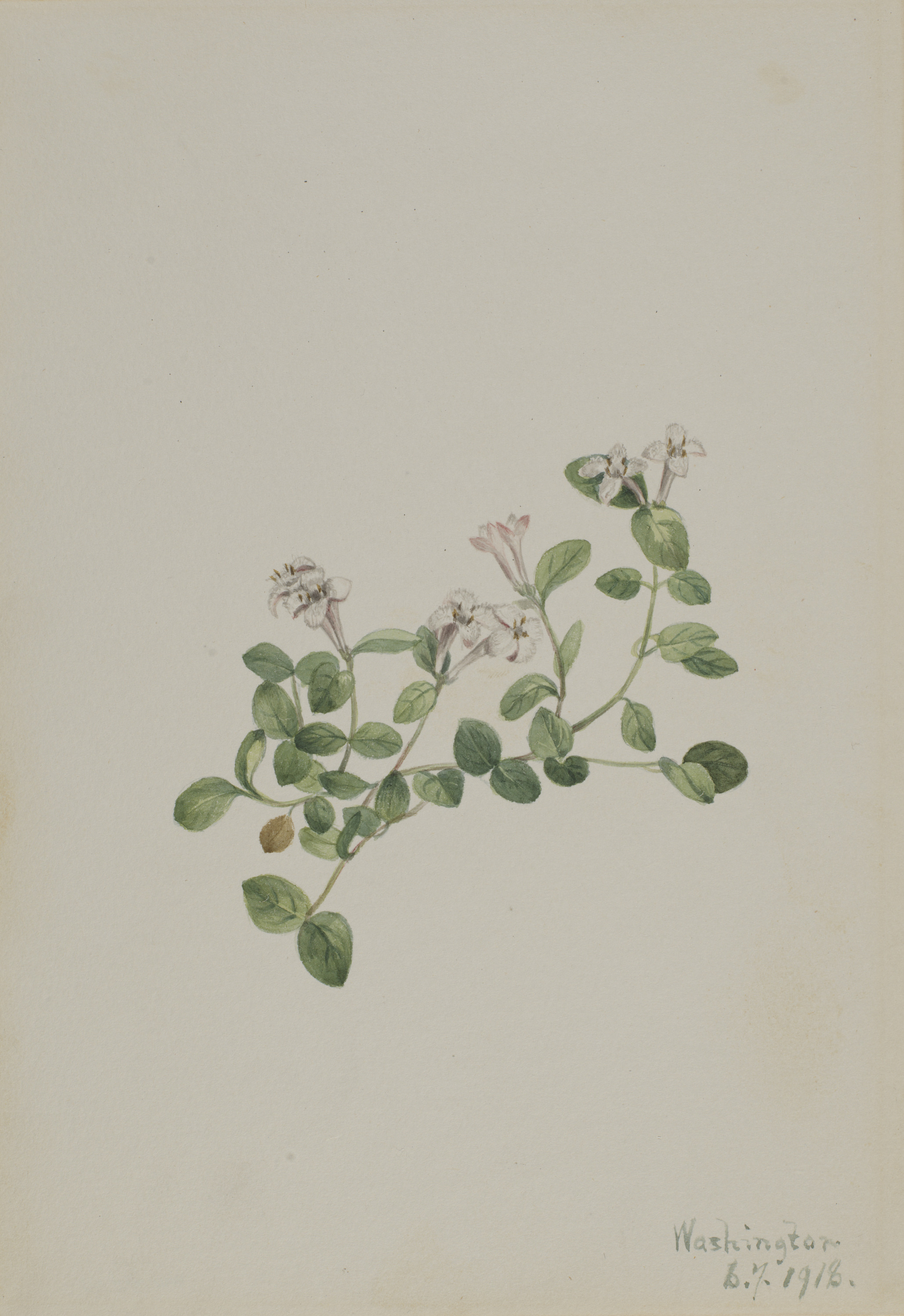Mary Vaux Walcott, Partridgeberry (Mitchella repena)