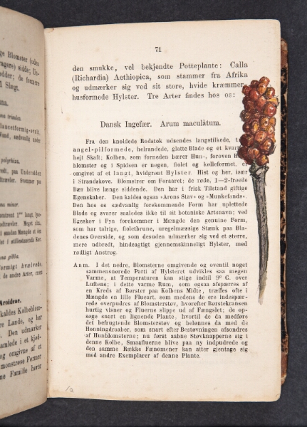 Niels Larsen Stevns, Dansk Ingefær
