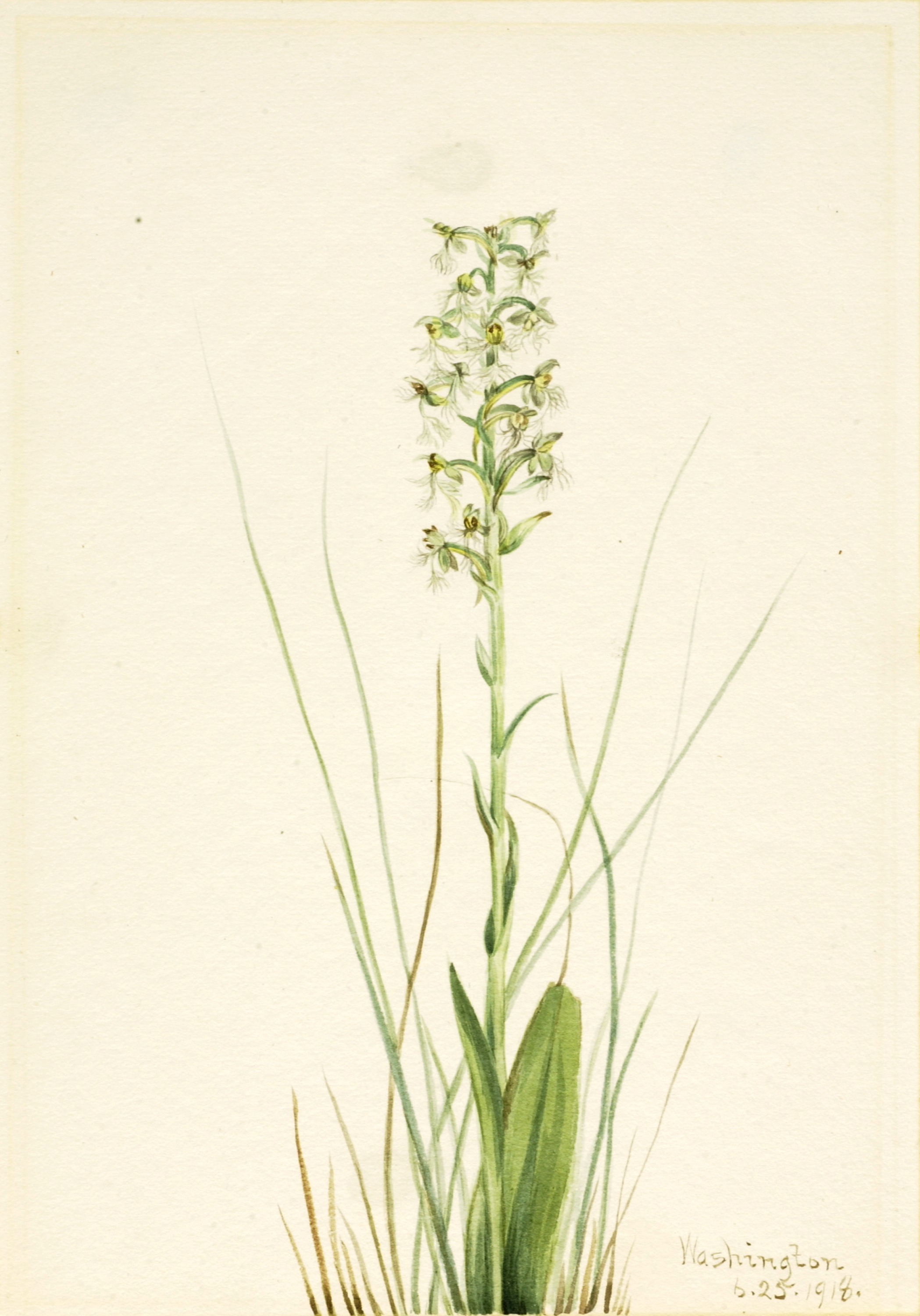 Mary Vaux Walcott, Ragged Fringe-orchid (Habenaria lacera)