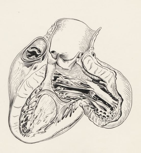 J Tinkelenberg, Tissue of the embryonic heart