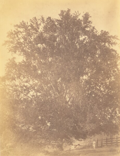 Thomas Eakins, [Beech Tree at Avondale, Pennsylvania]