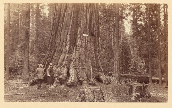 Carleton Watkins, [The Pride of the Forest, Calaveras Grove]