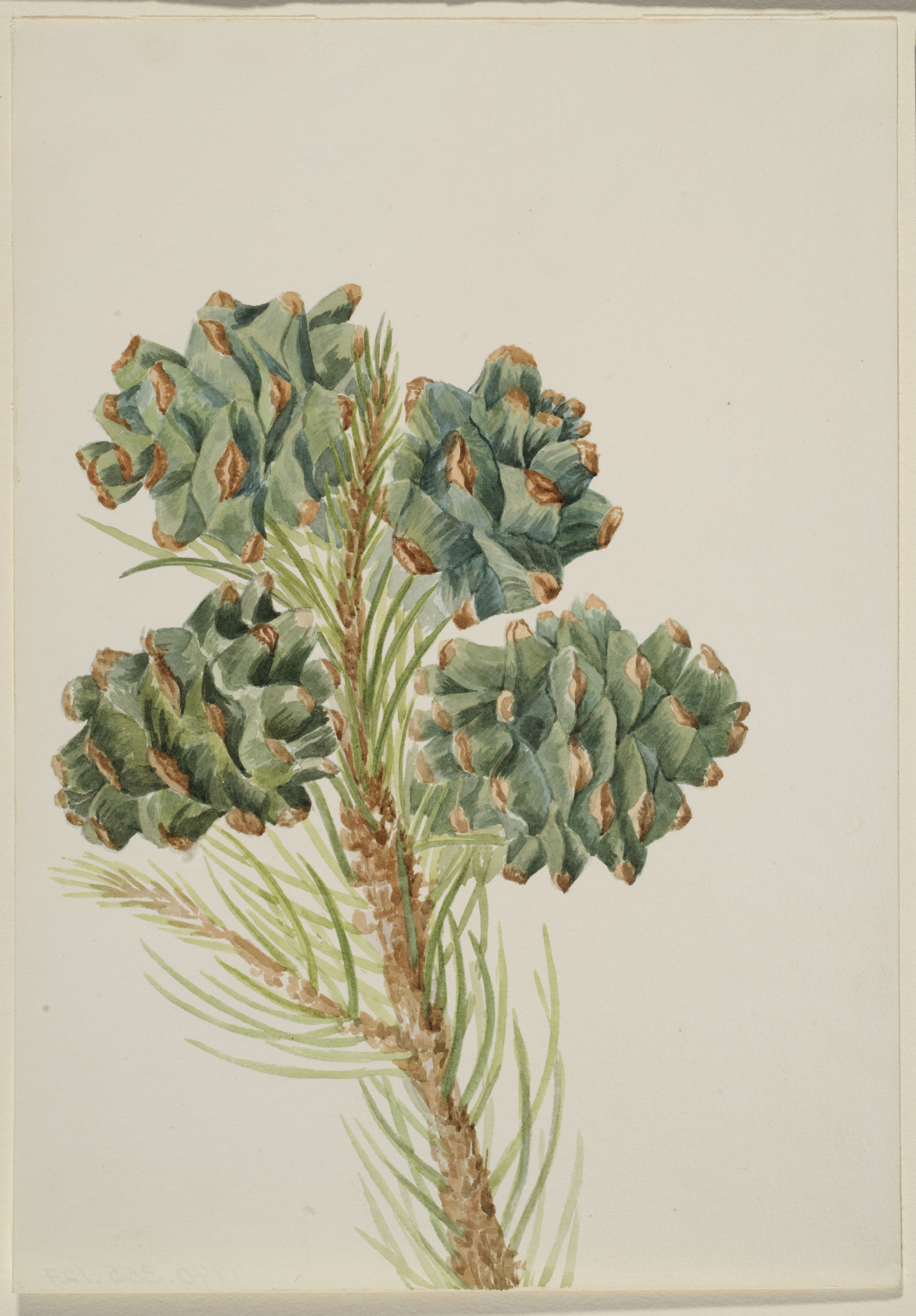 Mary Vaux Walcott, Single-Leaf Pine (Pinus monophylla)