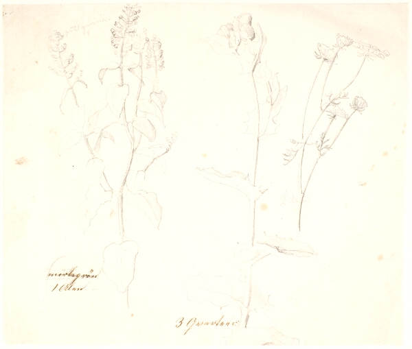 Dankvart Dreyer, Plantestudier