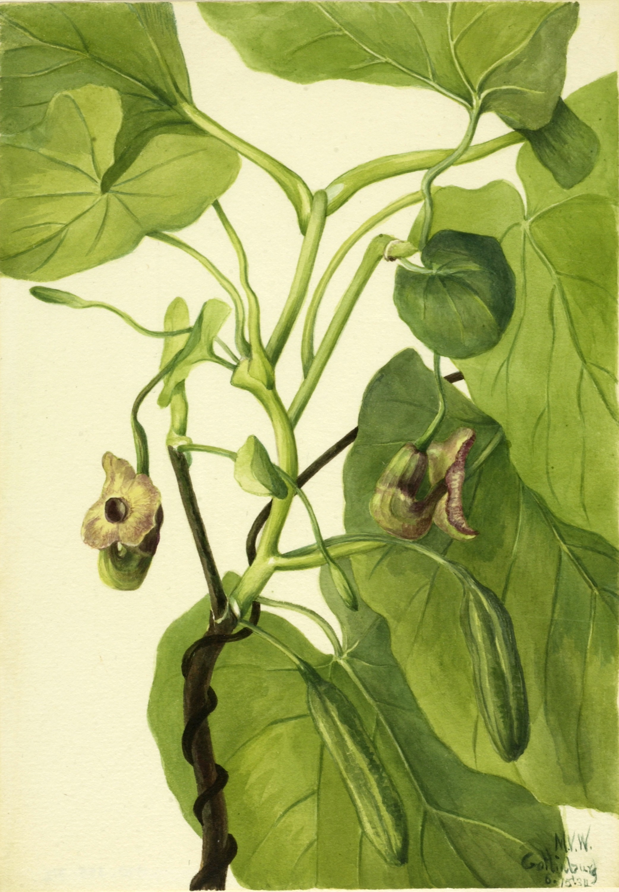 Mary Vaux Walcott, Dutchman's Pipe