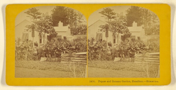 Benjamin West Kilburn, Papaw and Banana Garden, Hamilton. - Bermuda.