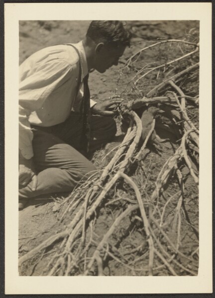 Louis Fleckenstein, [Man with Roots]