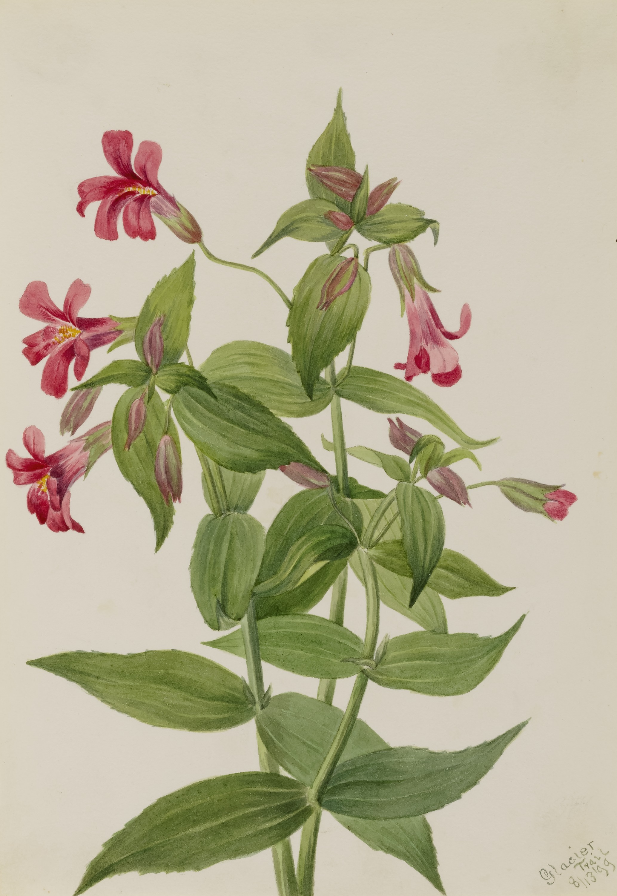 Mary Vaux Walcott, Lewis Monkey Flower (Mimulus lewisii)