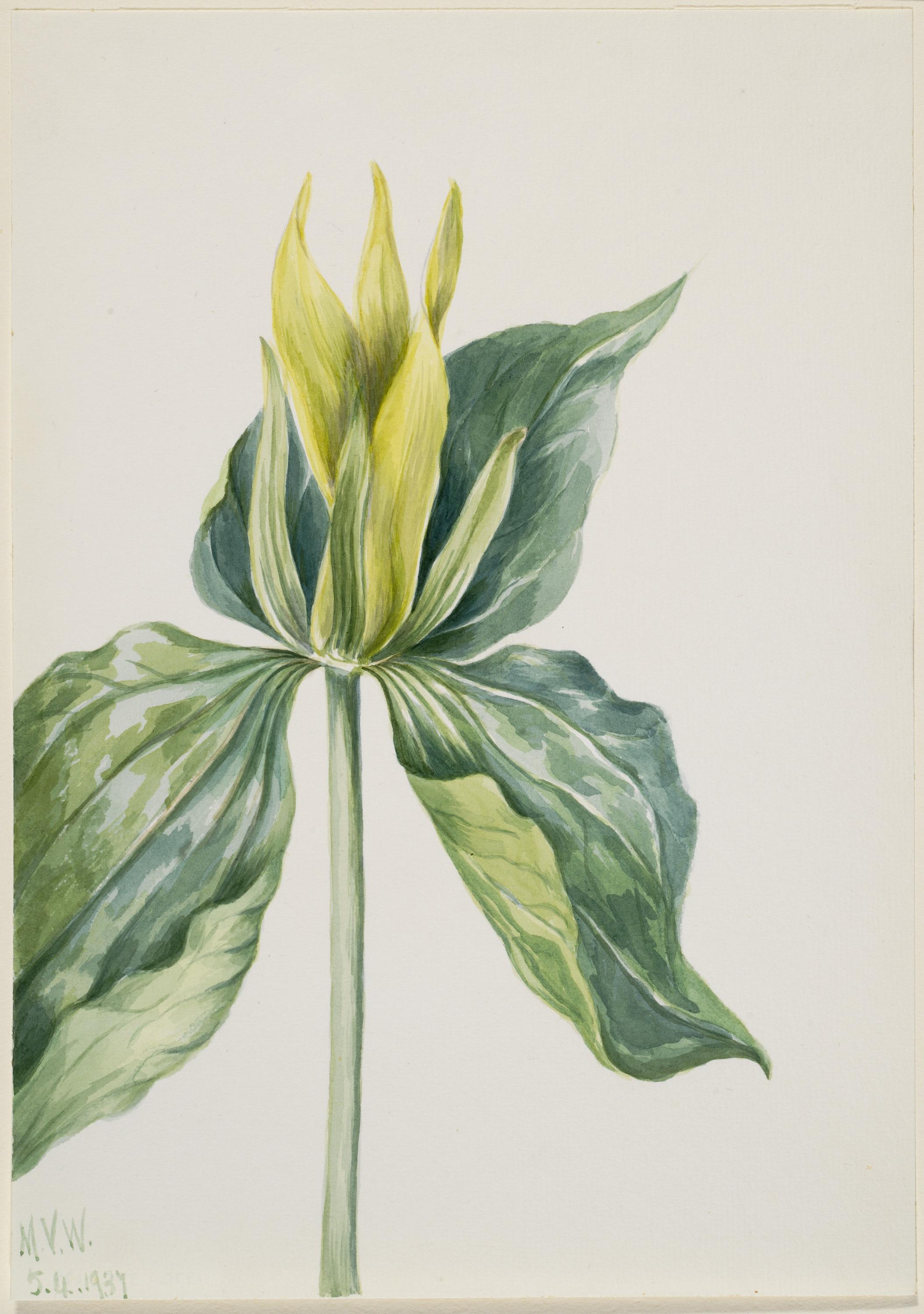 Mary Vaux Walcott, Wake-Robin (Trillium underwoodii)