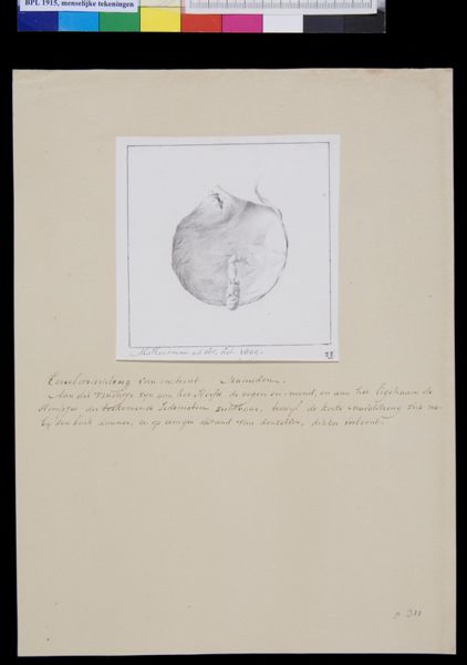 M Houtman, Embryo