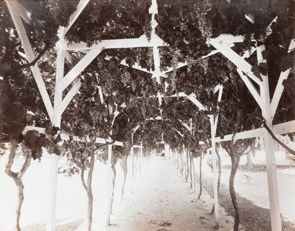 Carleton Watkins, Greenfields Ranch