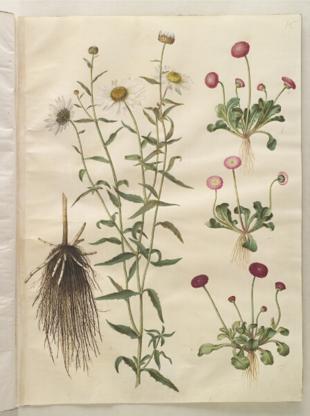 Hans Simon Holtzbecker, Leucanthemum vulgare (hvid okseøje); Bellis perennis (almindelig tusindfryd)