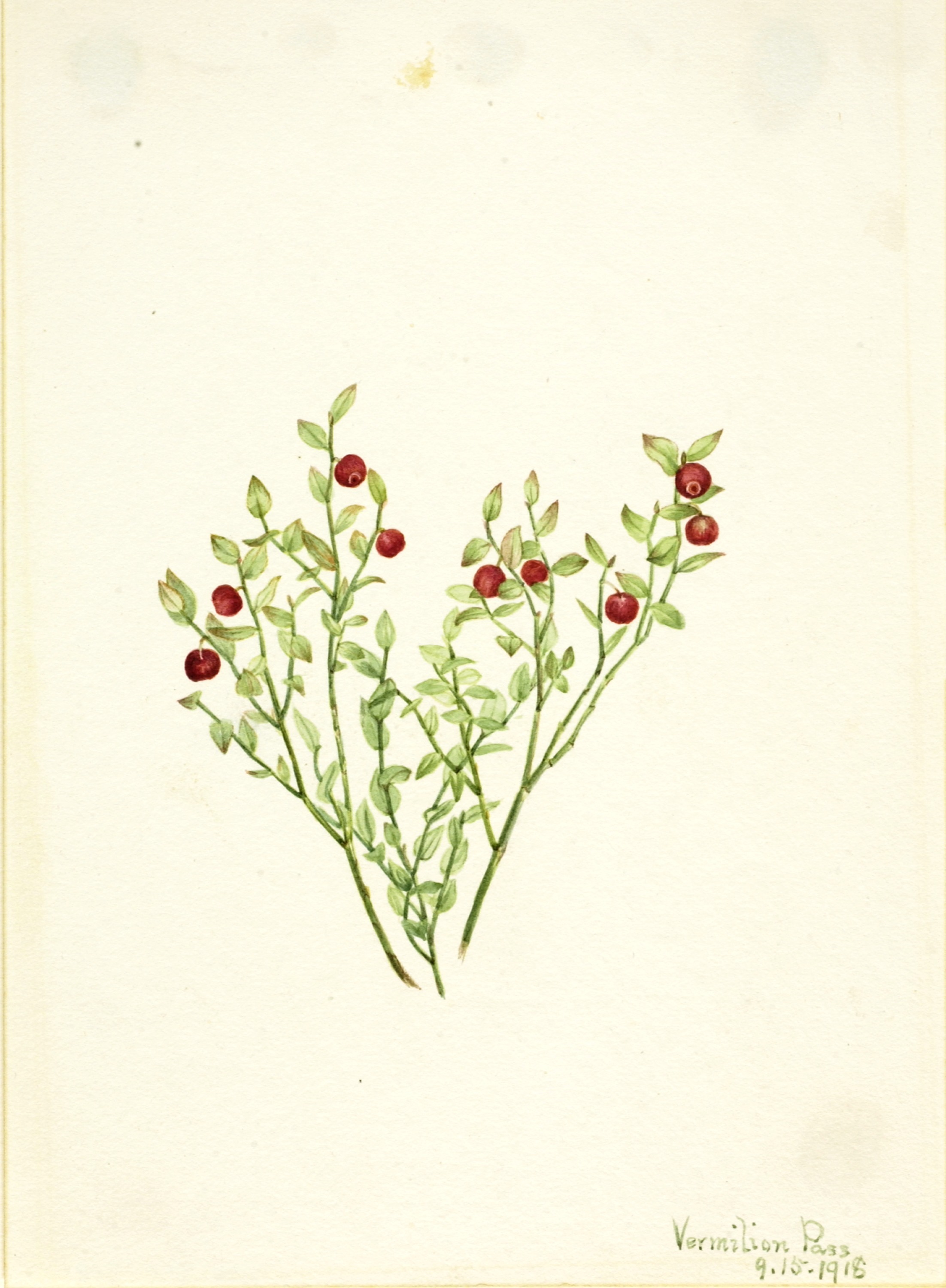 Mary Vaux Walcott, Grouse Whortleberry (Vaccinium scoparium)