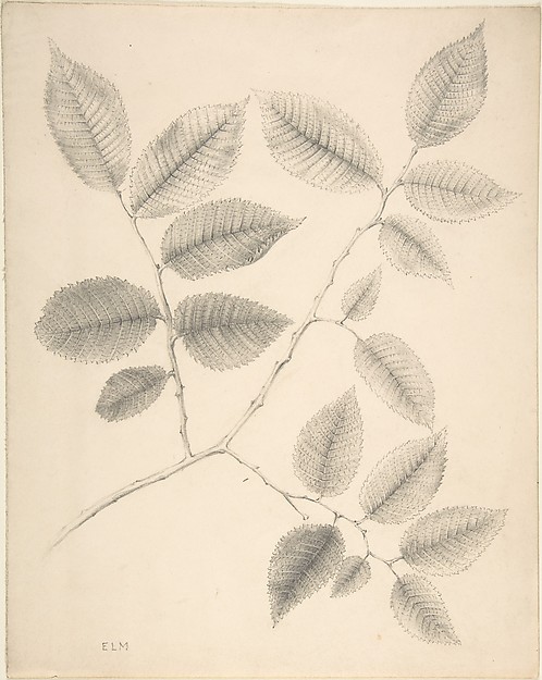 Anonymous, British, 19th century, Elm Leaves