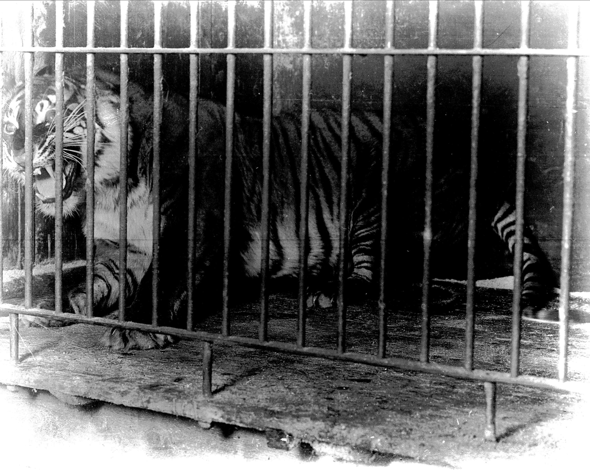 Gustav Borgen, Menageriet, tiger i bur, 1911.