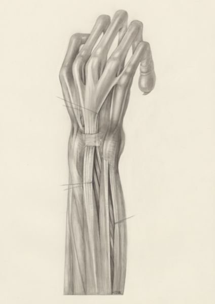 H.G Wetselaar, Muscular tissue of a mammal's upper extremities