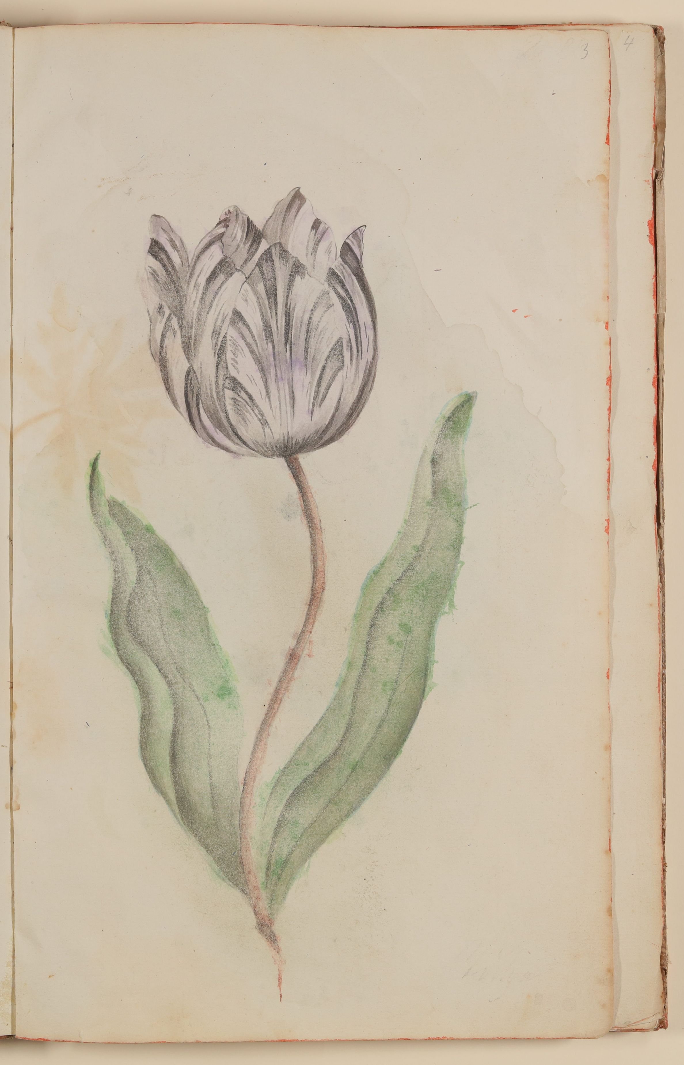 Marianne Franziska Seiffert von Klettenberg, Tulpe [aus einem Skizzenbuch der Marianne Franziska Seiffert von Klettenberg]