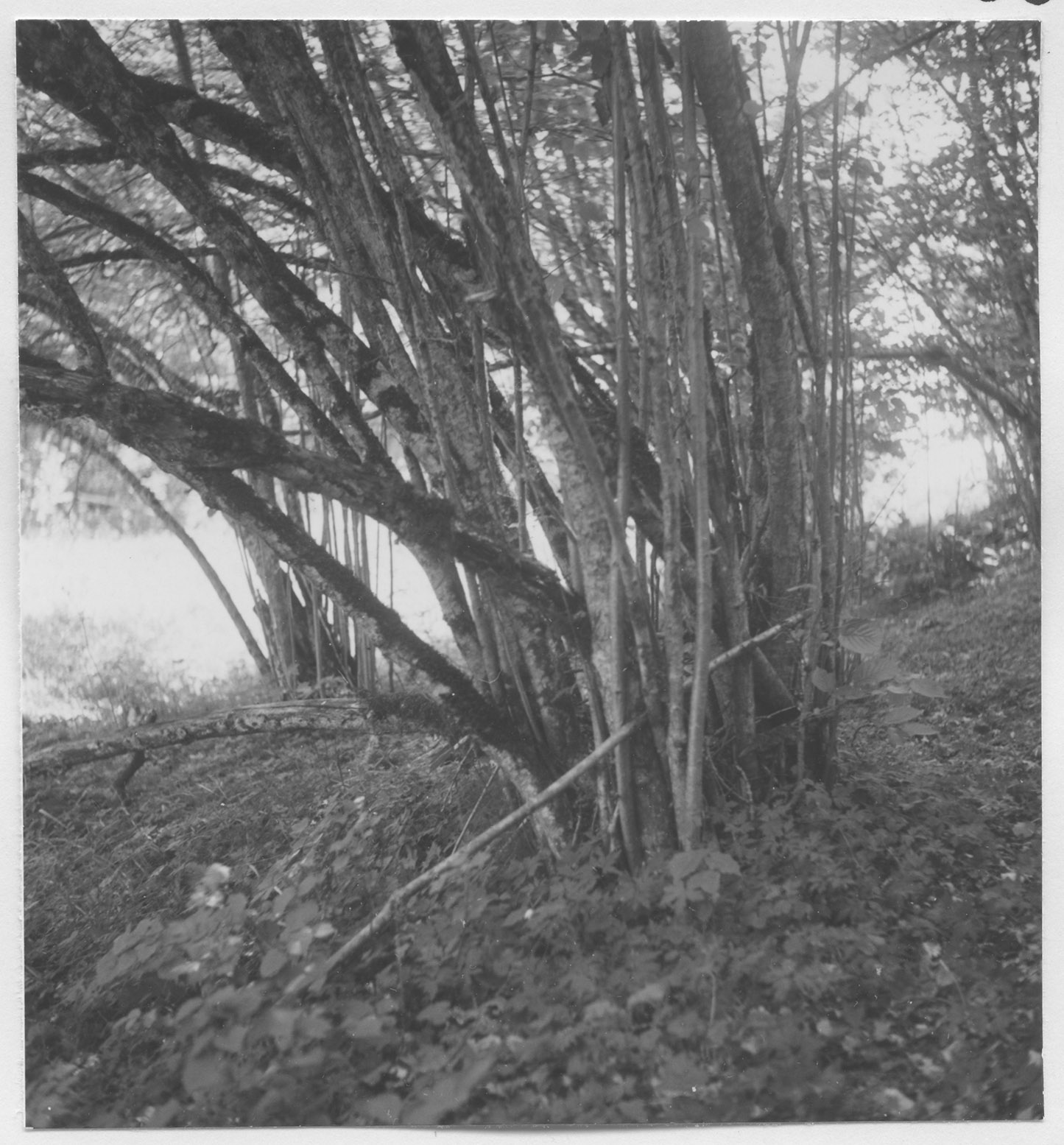 Mårten Sjöbeck, Måstena