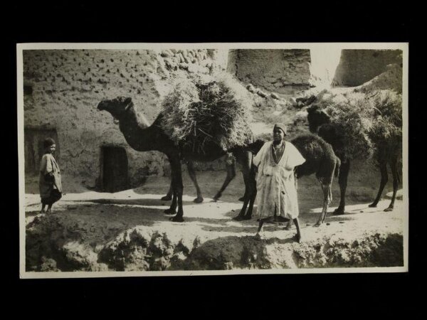 Unknown, A boy tending camels in the street in Old Biskra, Algeria.