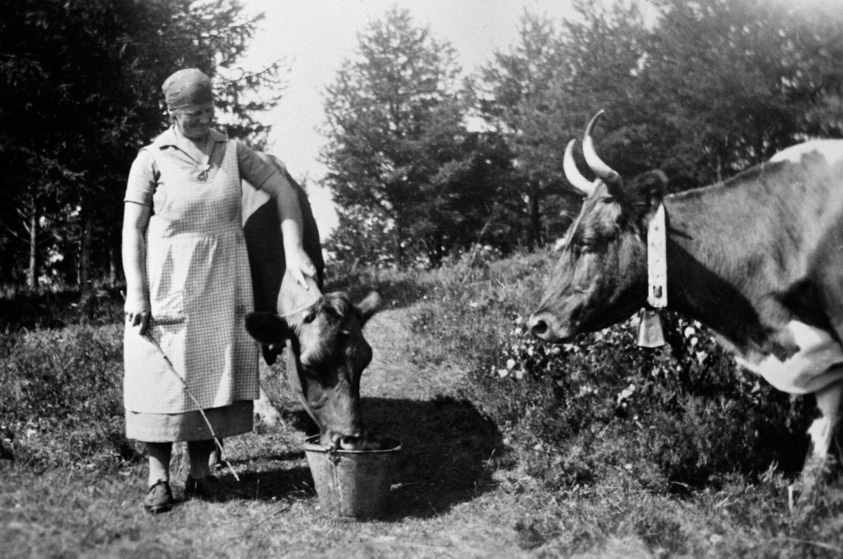 Anno Domkirkeodden, Louise i forkle med skaut vanner kua i Møllerstuen, Nederkvern, Brumunddal.
