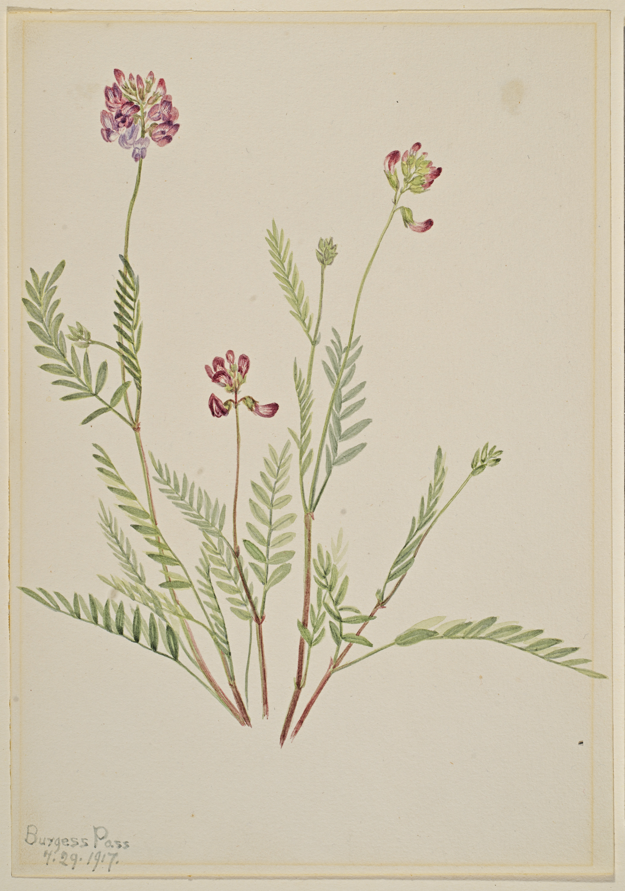 Mary Vaux Walcott, Alpine Vetch (Astragalus bourgovii)
