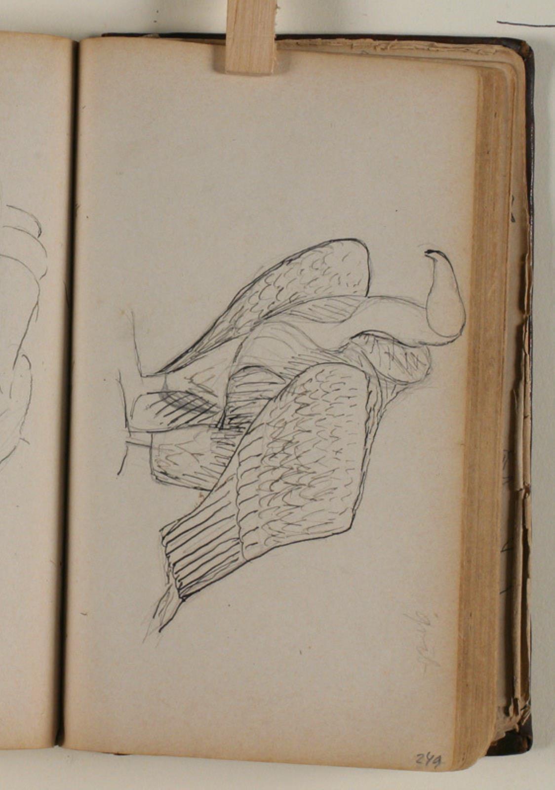 Niels Larsen Stevns, Studie af grib
