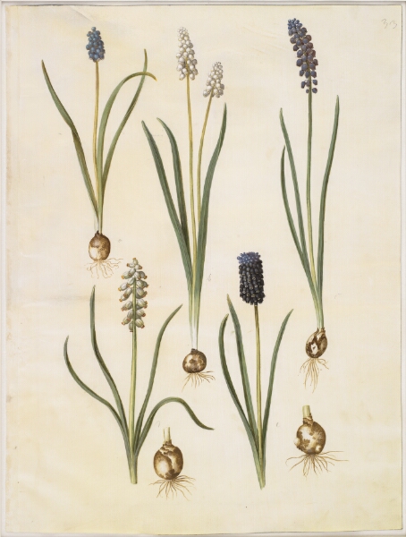 Hans Simon Holtzbecker, Muscari botryoides (almindelig perlehyacint); Muscari racemosum (muskat-perlehyacint); Muscari neglectum