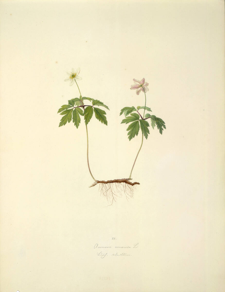 AugustRokert, Anemone nemorosa L - Busch-Windröschen